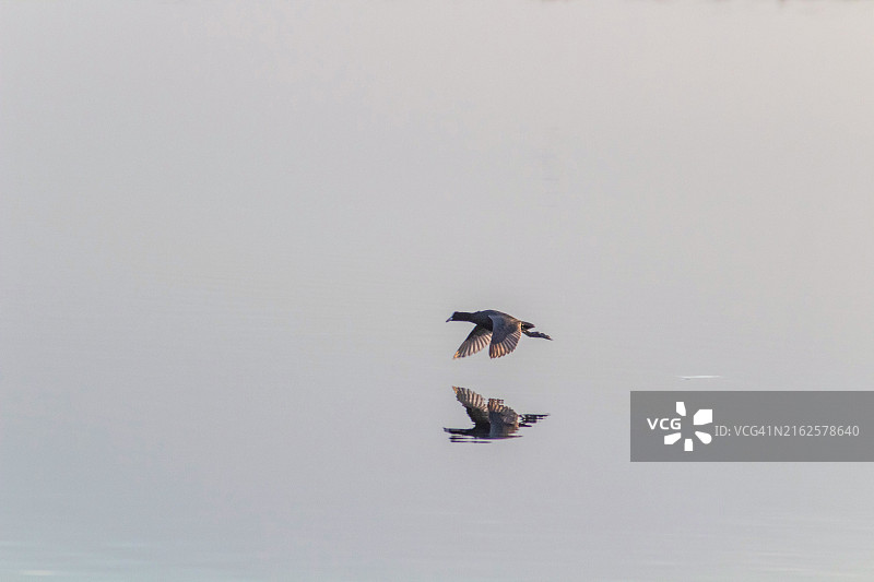 欧亚水鸡飞越湖面，突尼斯图片素材