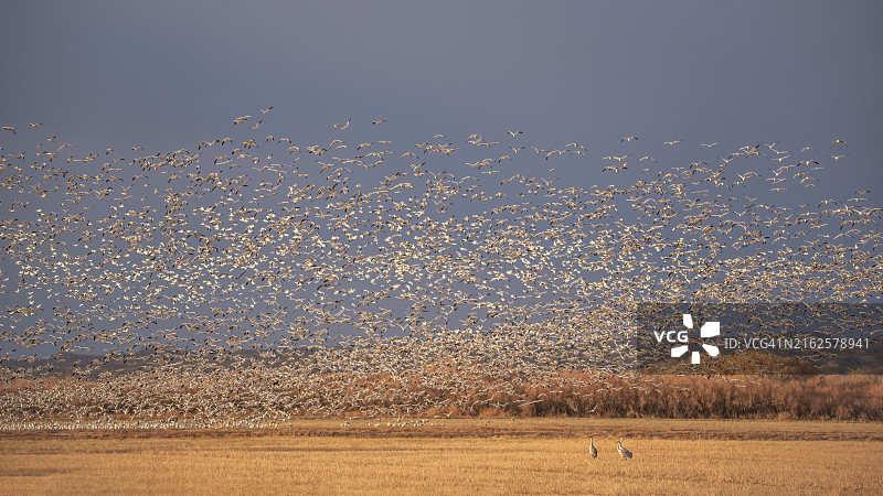 低角度拍摄的飞越田野的鸟类，索科罗，新墨西哥州，美国图片素材