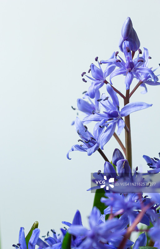 美丽蓝色雪花莲：二叶海葱，白色背景，带文字空间的春季装饰图片素材