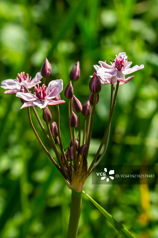 伞形花蔺夏季野生植物图片素材