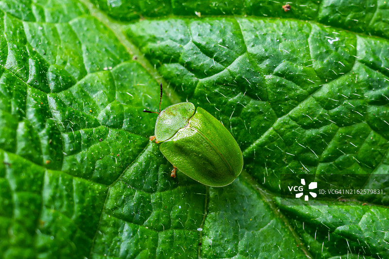 从上方看到的正在啃食绿叶的绿色龟甲虫图片素材