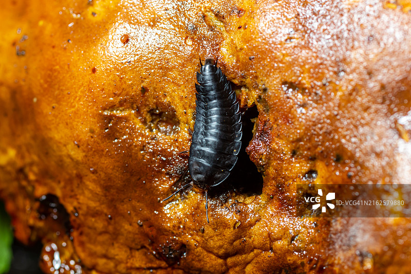 大型埋葬甲虫幼虫图片素材