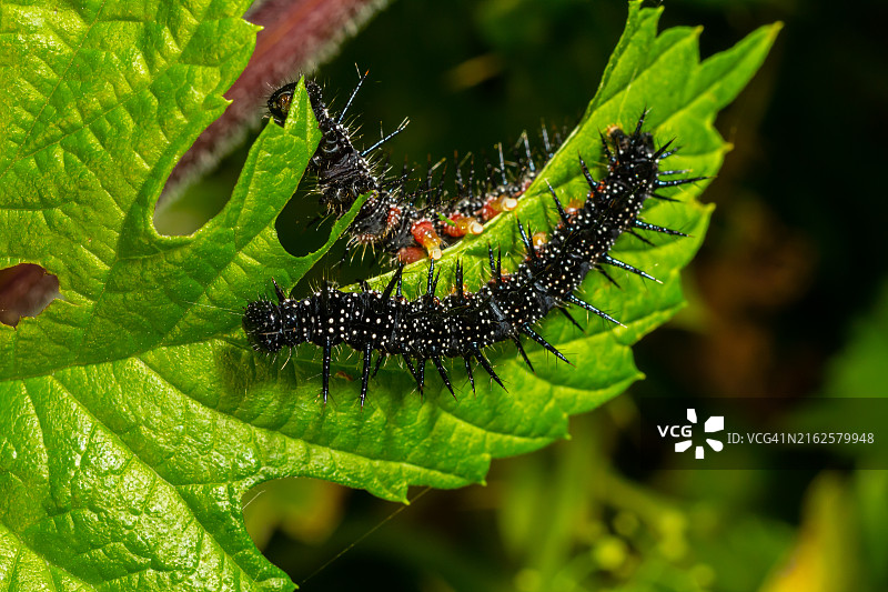 欧洲孔雀蝴蝶的毛毛虫以绿叶为食图片素材