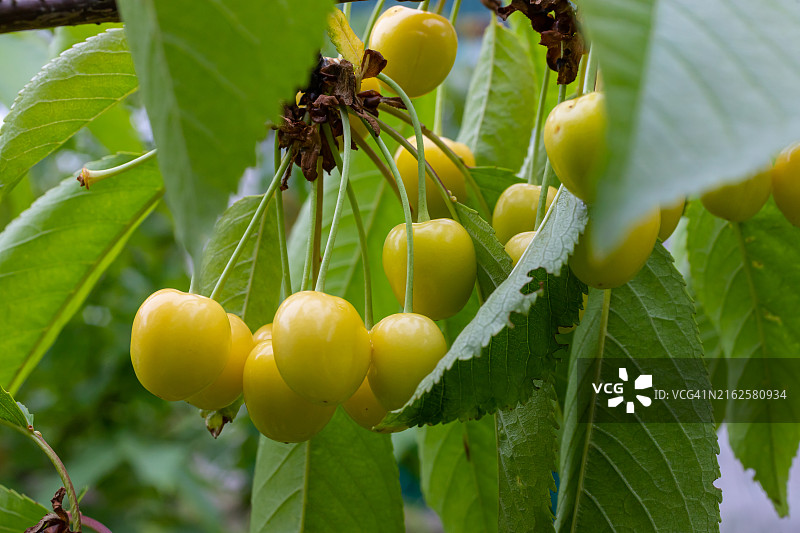 结满成熟果实的樱桃树枝图片素材