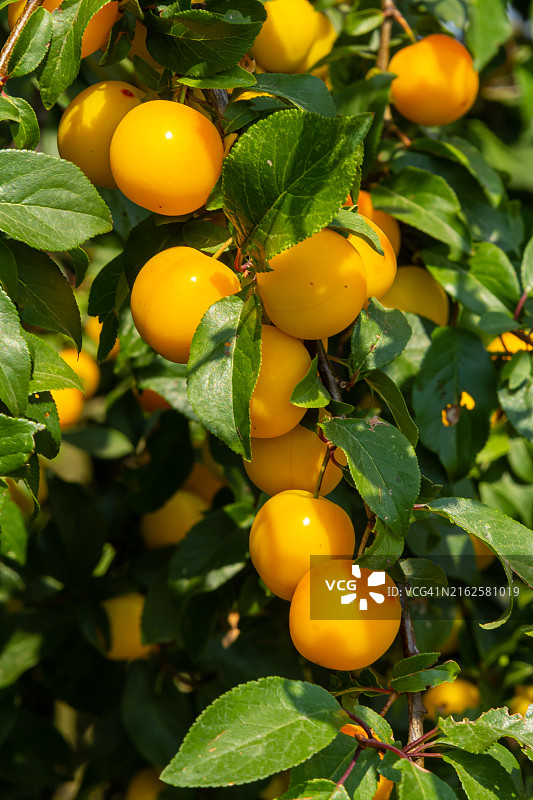 花园绿枝上的成熟李子图片素材