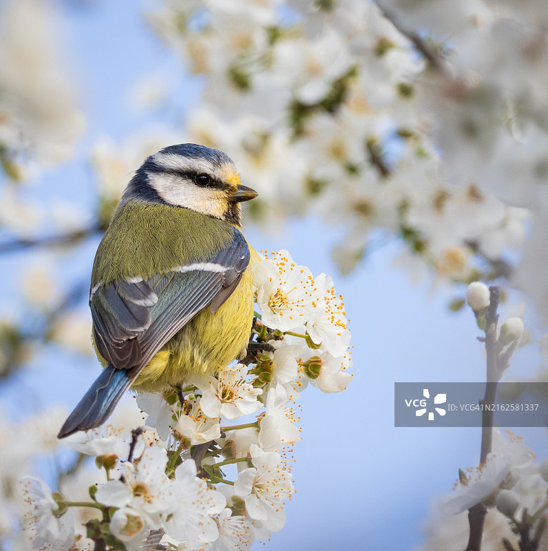 山雀栖息在树上特写图片素材