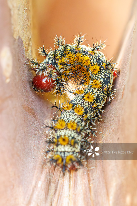 德克萨斯州树上呈问号形状的鹿蛾毛毛虫图片素材