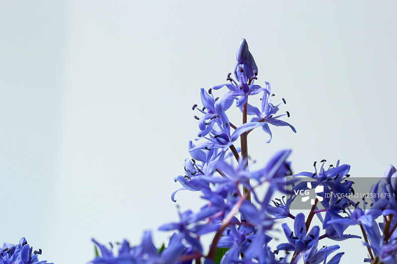 美丽蓝色雪花莲：二叶海葱，白色背景，带文字空间的春季装饰图片素材