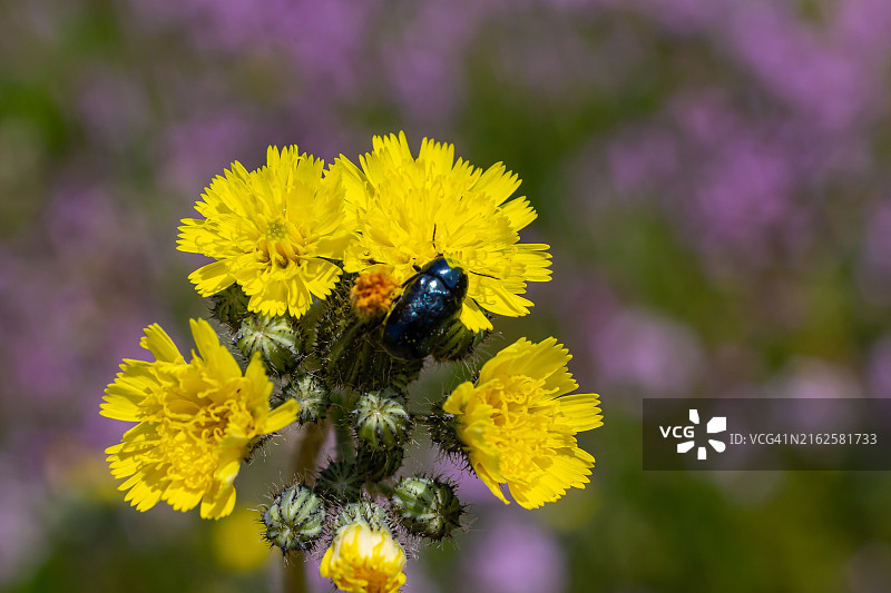 绿叶边缘的跳甲虫特写镜头图片素材