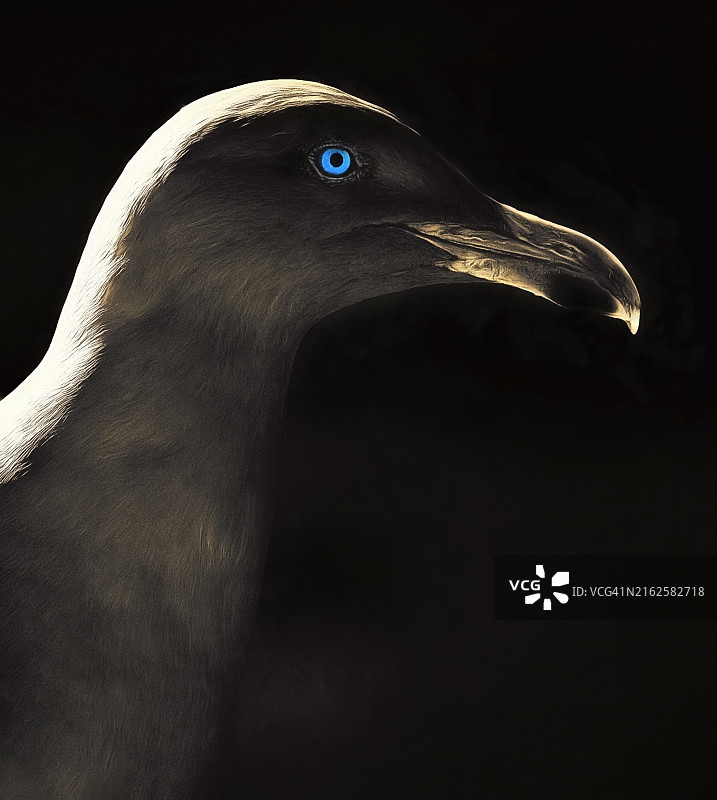 马恩岛黑背景下的鲣鸟特写图片素材