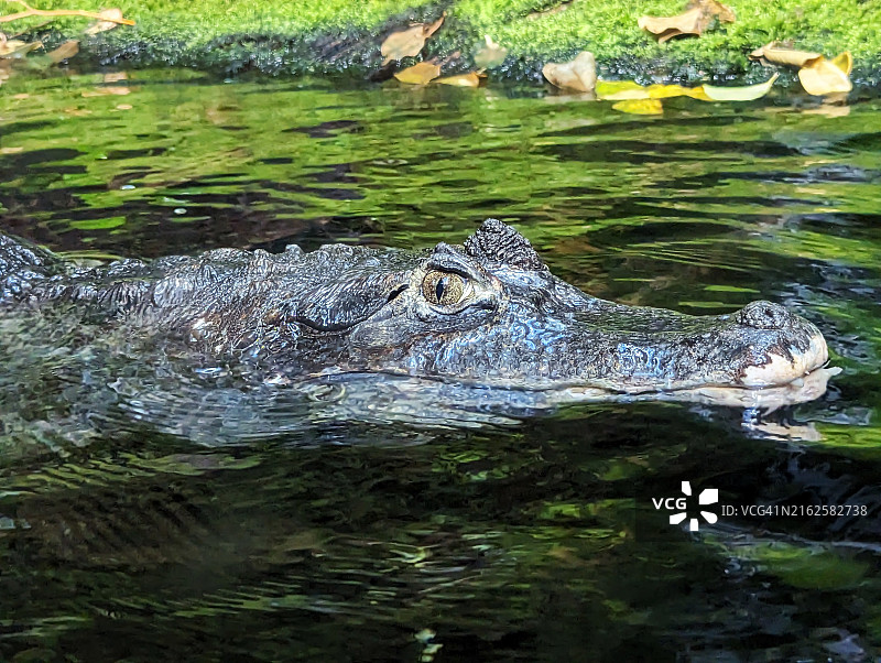 在湖里游泳的幼年鳄鱼图片素材