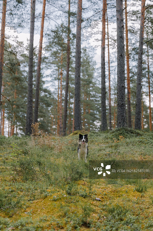 森林中奔跑的狗图片素材