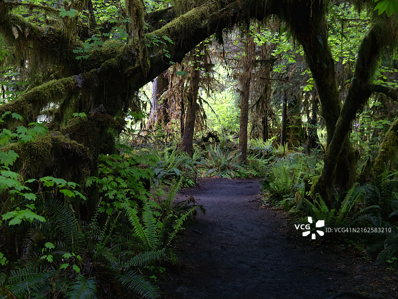美国华盛顿克雷森特的森林树木图片素材