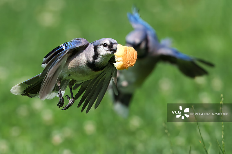 啄木鸟吃鱼的特写，美国宾夕法尼亚州莱维敦图片素材