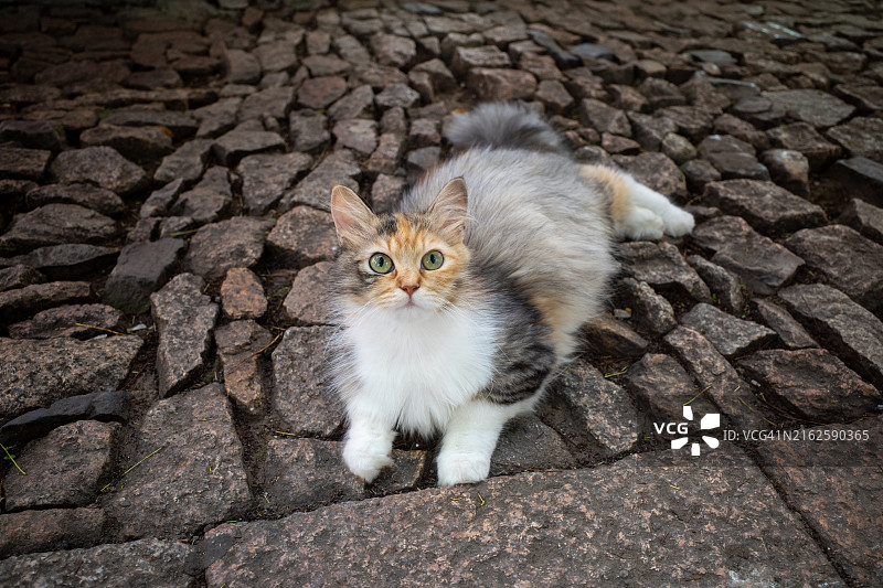 躺在街上的可爱三花猫图片素材