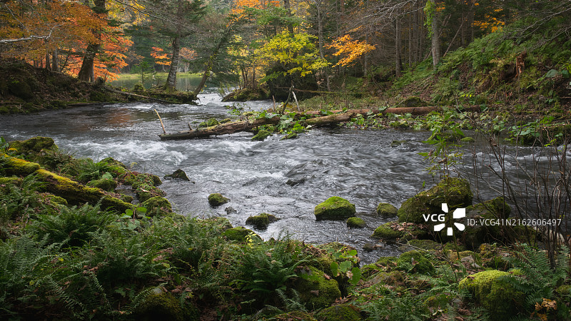 森林里的河图片素材
