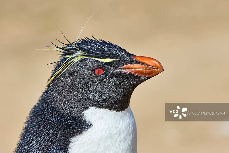 马尔维纳斯群岛（福克兰群岛）-博尔邦岛-黄眉企鹅风景照图片素材