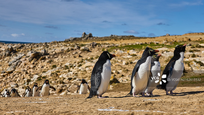 马尔维纳斯群岛（福克兰群岛）-博尔邦岛-黄眉企鹅风景照图片素材