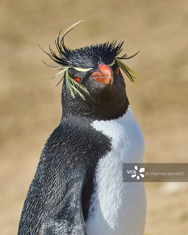 马尔维纳斯群岛（福克兰群岛）-博尔邦岛-黄眉企鹅风景照图片素材