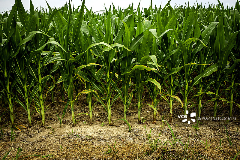 及膝高的玉米图片素材