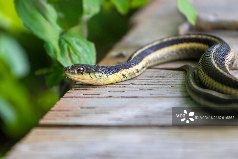 花纹蛇图片素材