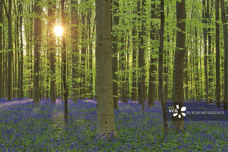 早春时节，比利时哈勒博斯山毛榉硬木森林中的蓝色风铃草地毯图片素材