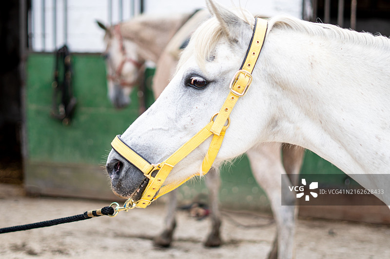白色马头图片素材