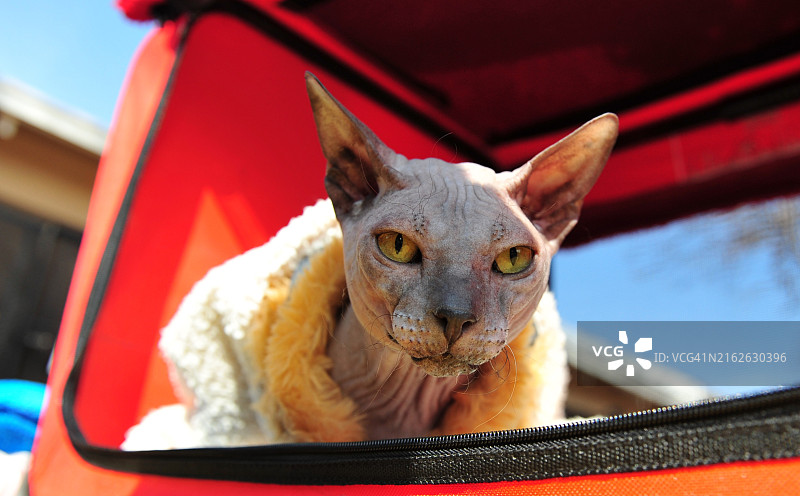 顿河斯芬克斯猫图片素材