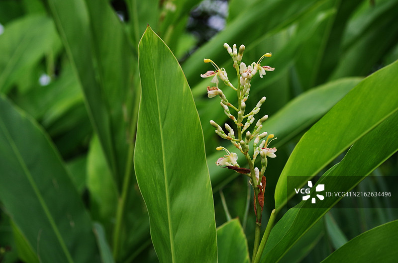 茂盛的高良姜叶中的高良姜花图片素材