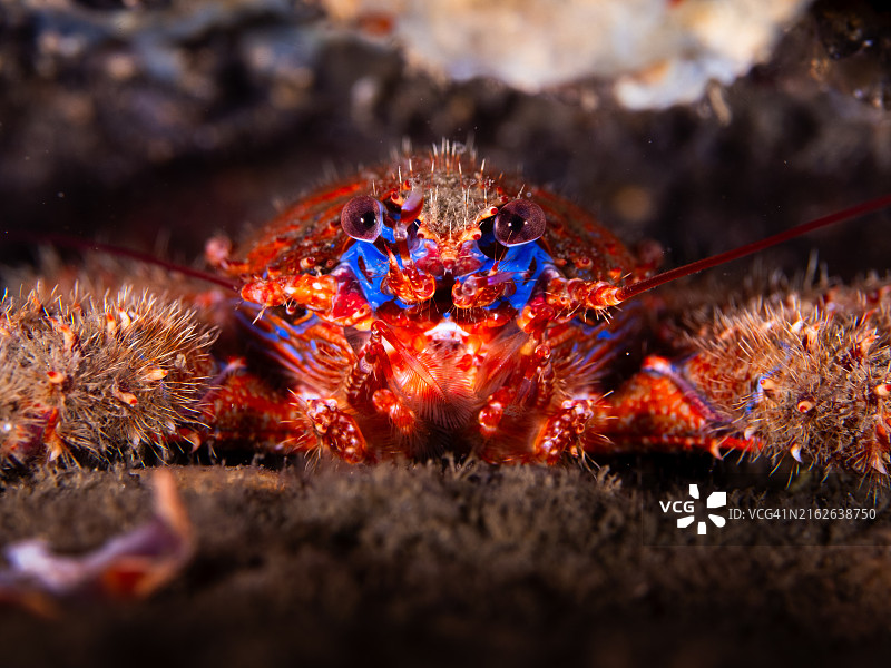 多刺铠甲虾图片素材