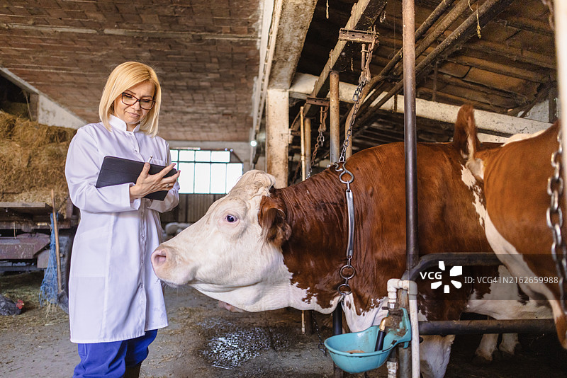 在农场工作的兽医图片素材