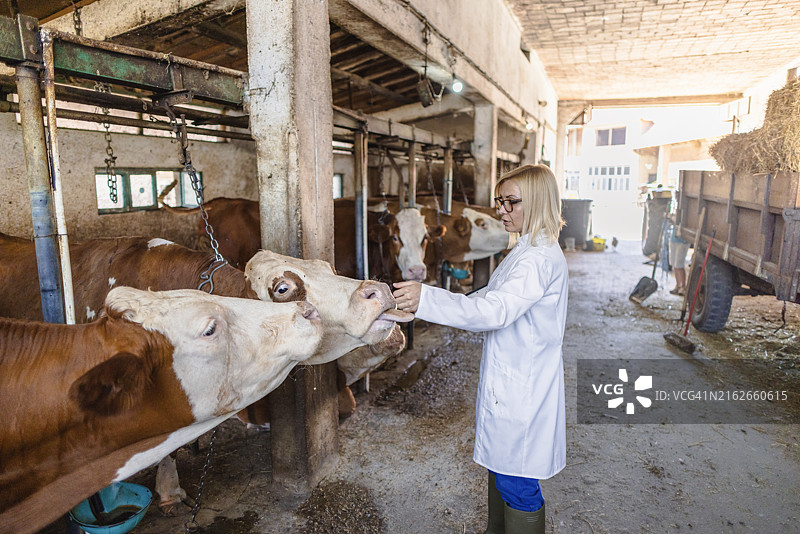 在农场工作的兽医图片素材