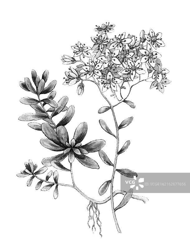 白色景天古旧彩色石印植物学插图图片素材