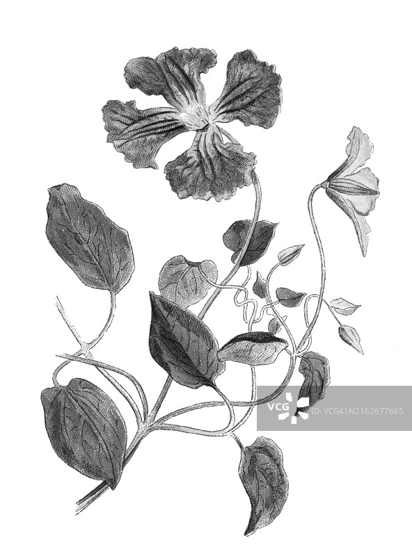 老式彩色石印植物插图：意大利铁线莲图片素材