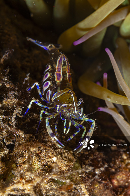 Periclemenes schrimp图片素材