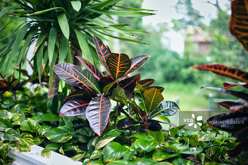 植物上的叶子特写图片素材