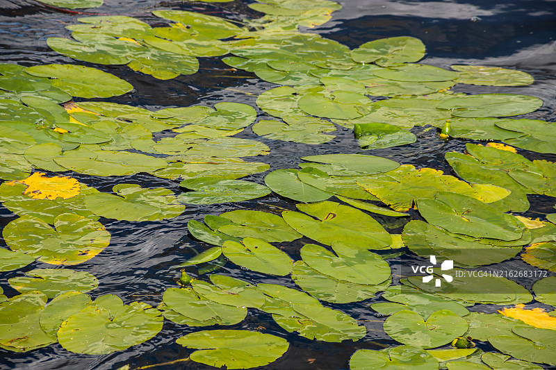 晴天湖中睡莲与荷花图片素材
