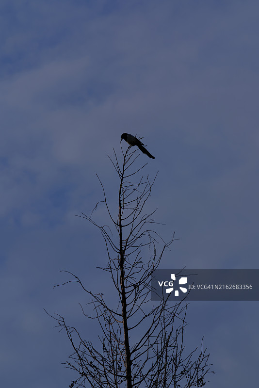 仰视角度拍摄的栖息在树上的乌鸦图片素材