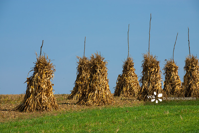 秋季空旷田野中干燥的玉米秸秆和金色麦捆图片素材