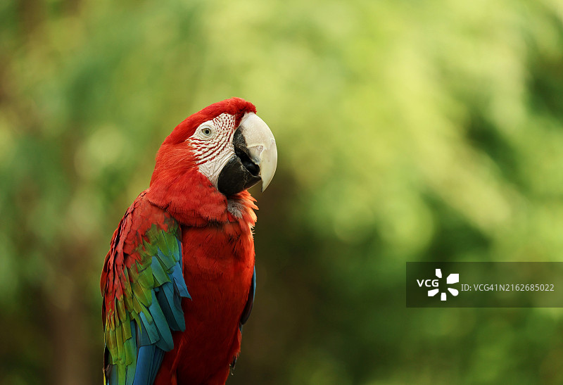 猩红金蓝金刚鹦鹉的特写，中国江苏南京图片素材