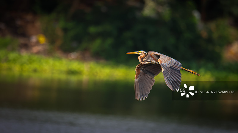 苍鹭飞越湖面特写图片素材
