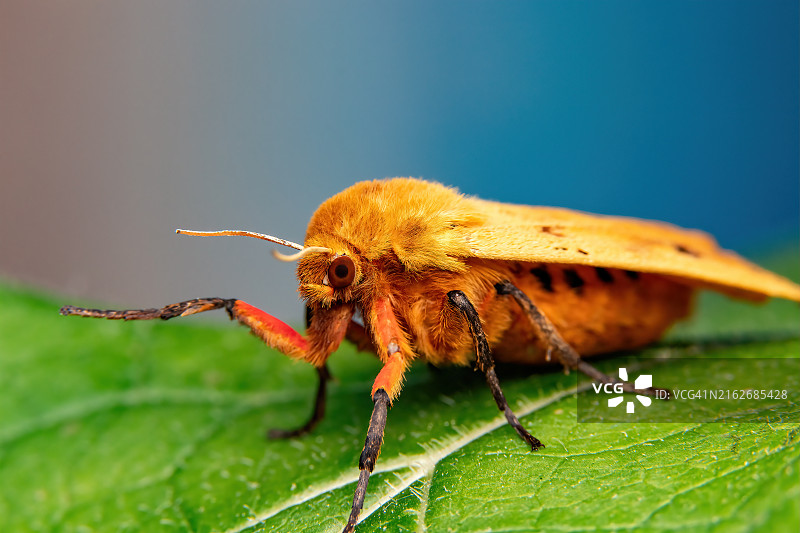 树叶上的昆虫特写图片素材