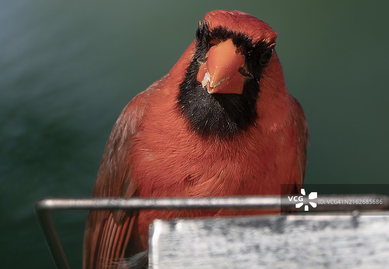 美国境内北美红雀特写图片素材