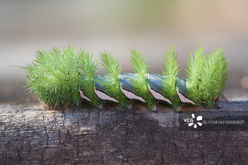 肉质植物特写图片素材
