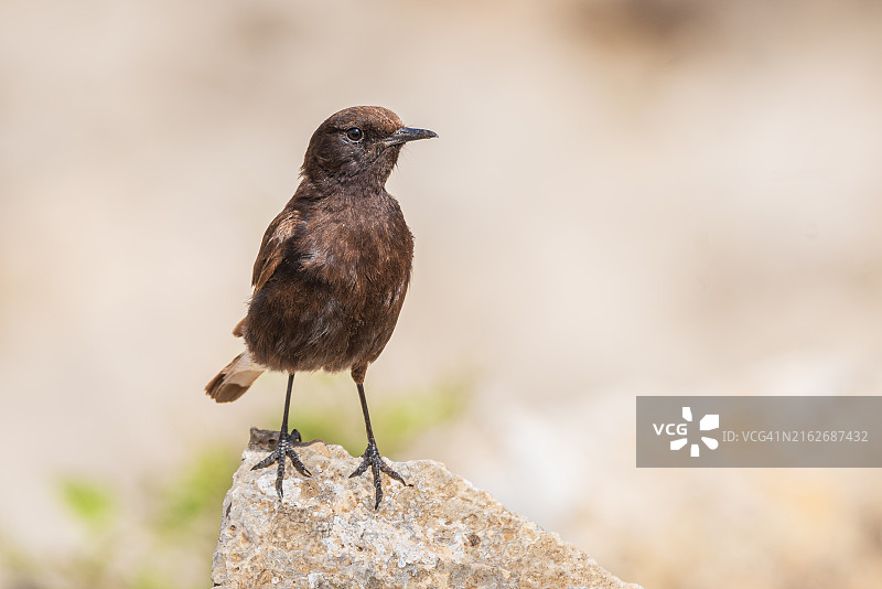 岩石上的鸣禽特写图片素材