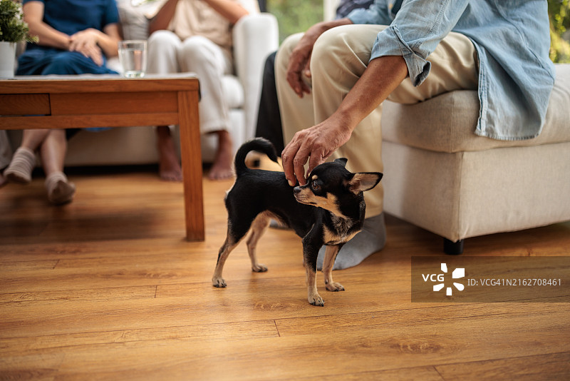 狗狗喜欢被关注图片素材