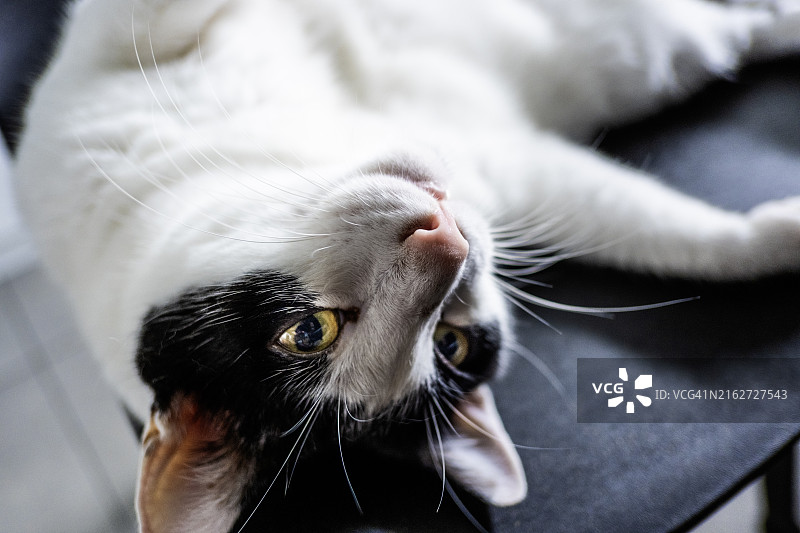 黑白猫在睡觉图片素材