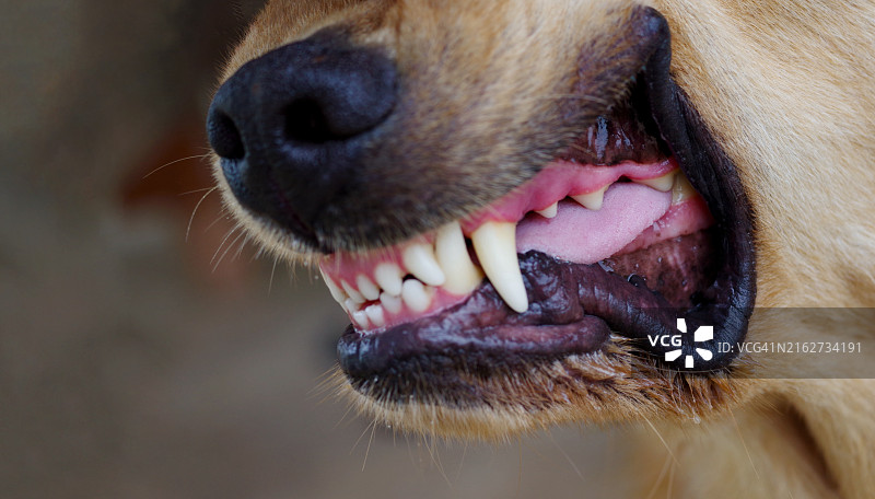 露出牙齿的凶猛狗特写图片素材