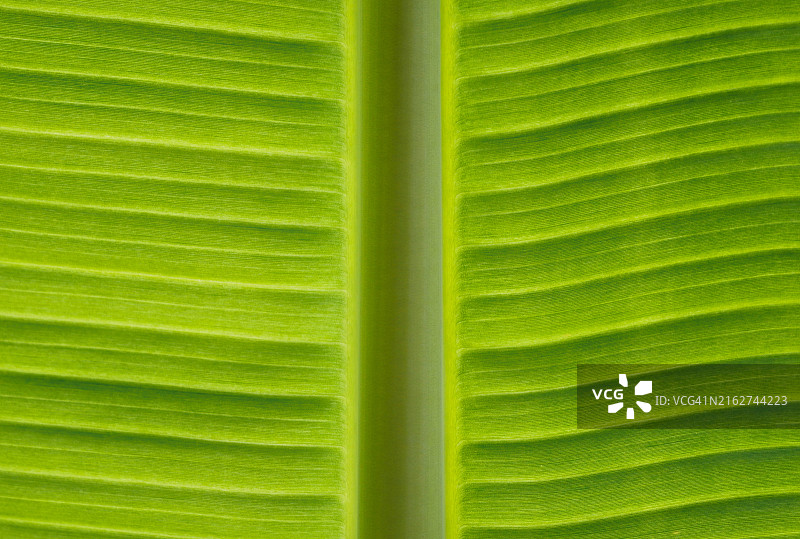 香蕉叶及其主脉的细节图图片素材