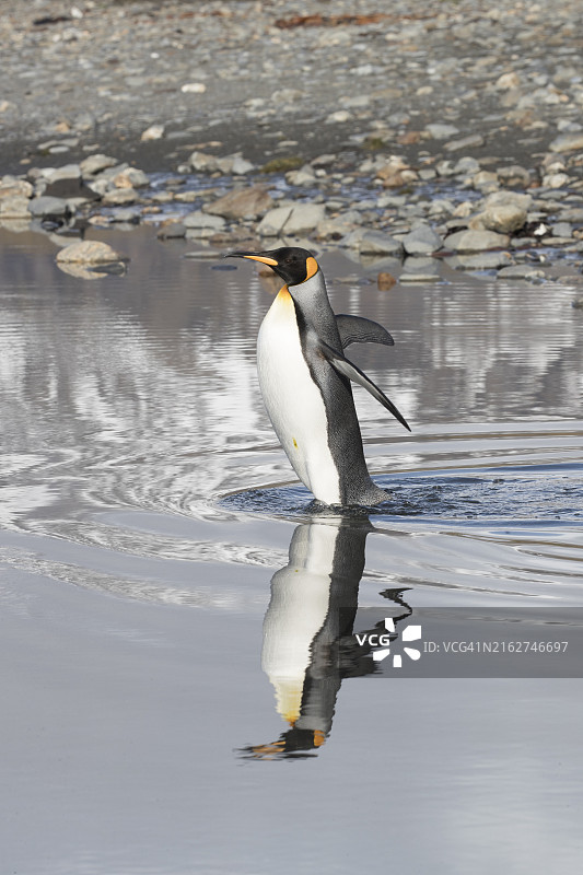 王企鹅倒影图片素材